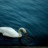 La goutte d'eau