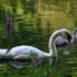Nature, au petit matin!