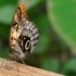 Nature et papillons.