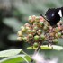 Nature et papillons.