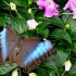 Nature et papillons.