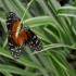 Nature et papillons.