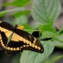 Nature et papillons.