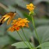 Nature et papillons.