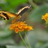 Nature et papillons.