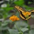 Nature et papillons.