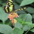 Nature et papillons.