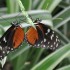 Nature et papillons.