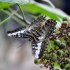 Nature et papillons.