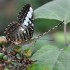 Nature et papillons.