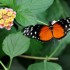 Nature et papillons.