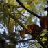 Au petit matin, la nature. Chu
