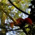 Au petit matin, la nature. Chu
