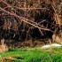 La nature dans toute sa beaut