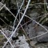 Quand le lapin de garenne joue