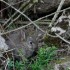Quand le lapin de garenne joue