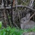 Quand le lapin de garenne joue