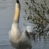 La colère du cygne!