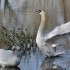 Sa majesté le cygne.