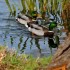 Le canard sauvage dans toute s