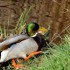 Le canard sauvage dans toute s