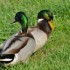 Le canard sauvage ( le colvert