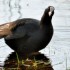 La Foulque Macroule. Photo fai