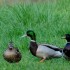 Le canard sauvage dans toute s