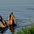 Le canard sauvage dans toute s