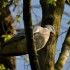 Le pigeon.
