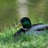 Surprise du matin. Le colvert 