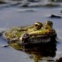 La grenouille.