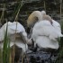 Le cygne dans son biotope