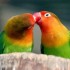 oiseaux amoureux....