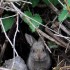 Le lapin de garenne