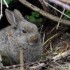 Le lapin de garenne