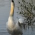 Le cygne.