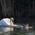 Le cygne et l'oie d'Egypte.