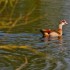 Le cygne et l'oie d'Egypte.