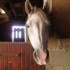 mon poney préféré