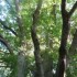 Les arbres centenaires