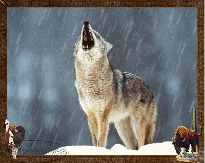 Loup sous la pluie