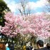 07/04/2012 : Le parc de Ueno