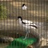 06/04/2012 : Le zoo de Ueno