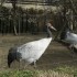 06/04/2012 : Le zoo de Ueno