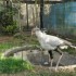 06/04/2012 : Le zoo de Ueno