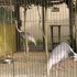 06/04/2012 : Le zoo de Ueno