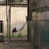 06/04/2012 : Le zoo de Ueno