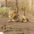 06/04/2012 : Le zoo de Ueno