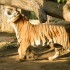 06/04/2012 : Le zoo de Ueno